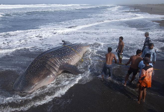 Δεύτερος φαλαινοκαρχαρίας νεκρός στην Ινδονησία