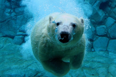 Δέκα πράγματα που δεν ξέρετε για τις πολικές αρκούδες