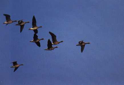 Η φθινοπωρινή μετανάστευση πουλιών στο Δέλτα του Έβρου