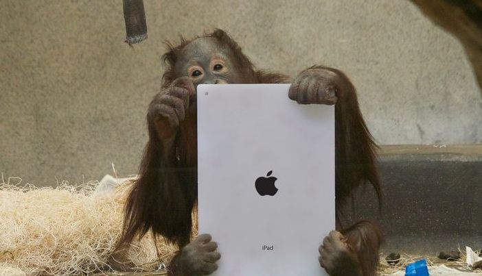 Και οι πίθηκοι θέλουν το&#8230; application τους