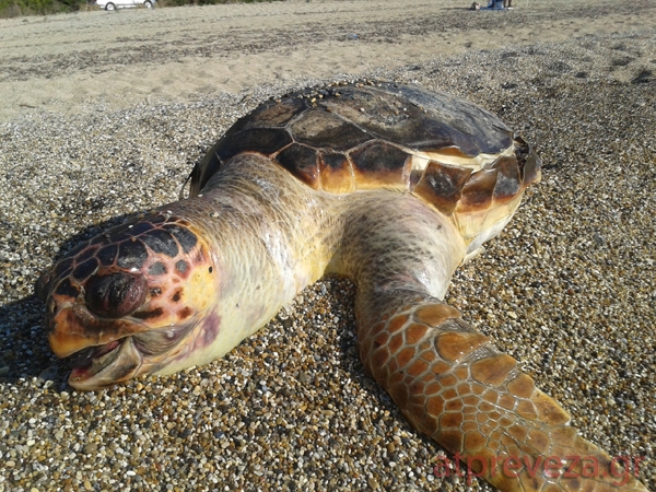 Μια ακόμη θαλάσσια χελώνα νεκρή στο Μονολίθι Πρέβεζας
