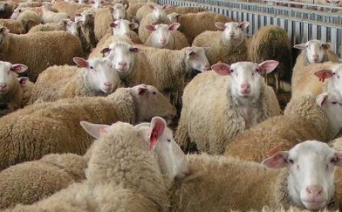 Δύο αδέρφια φέρονται να έκλεψαν 329 αιγοπρόβατα στη Χαλκιδική