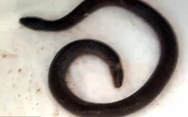 Σπάνιο δικέφαλο φίδι βρέθηκε στη Νότια Καρολίνα