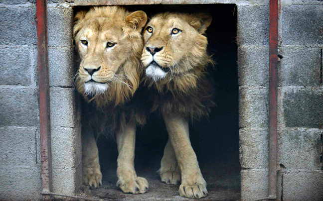 Η διάσωση των λιονταριών