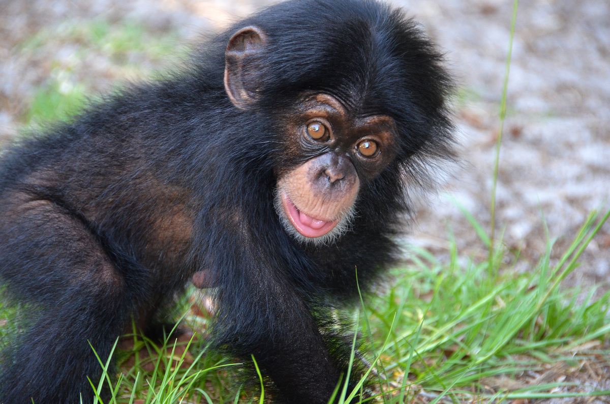 Νέα οικογένεια για έναν μικρό χιμπατζή