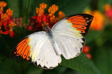Πεταλούδα διώχνει τους θηρευτές με το δηλητήριο της