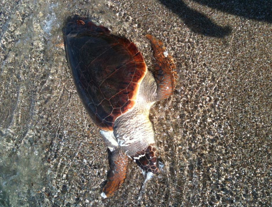 Νεκρή θαλάσσια χελώνα στο Μύτικα Πρέβεζας