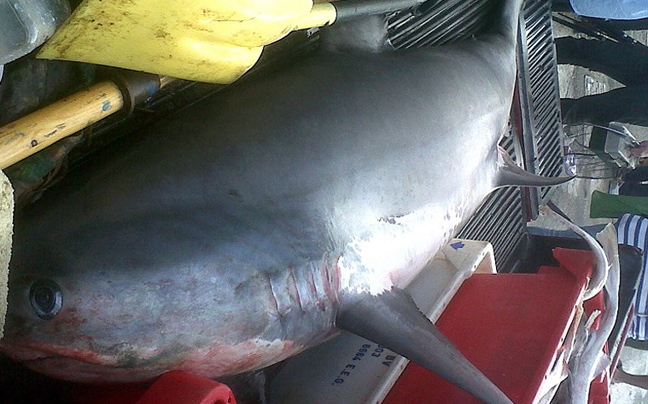 Έπιασαν καρχαρία 145 κιλών&#8230; κατά λάθος