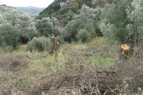 Καθαρισμός του δάσους της Φανερωμένης στη Σαλαμίνα