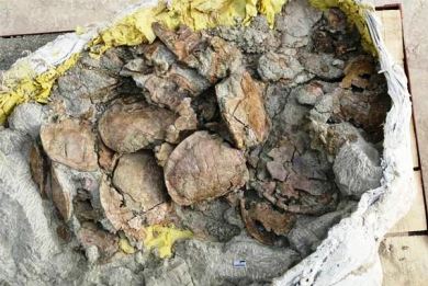 Ανακαλύφθηκε αρχαίος μαζικός τάφος χελωνών στην Κίνα