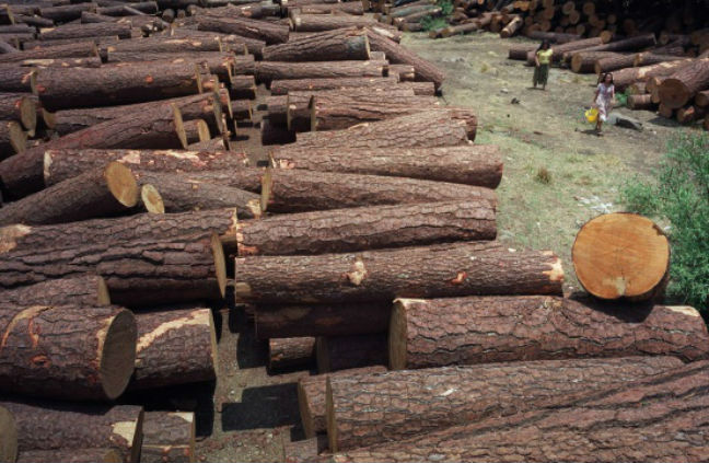Βρέθηκαν 180 τόνοι παράνομης ξυλείας