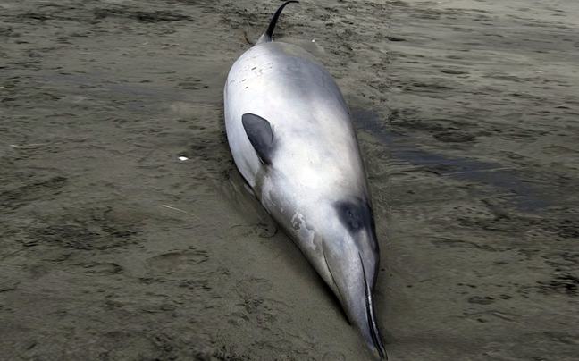Στο Διεθνές Δικαστήριο τα ιαπωνικά φαλαινοθηρικά για την ανελέητη σφαγή