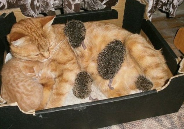 Μια γάτα μεγαλώνει τέσσερα σκαντζοχοιράκια
