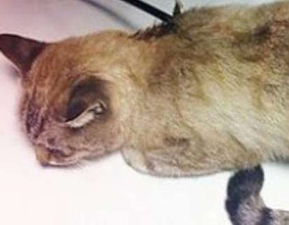 Άγνωστοι στην Ιταλία κάρφωσαν γάτα με βέλος