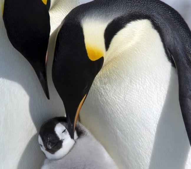 Ο μικρός πιγκουίνος κέρδισε ένα φιλί από τη μητέρα του