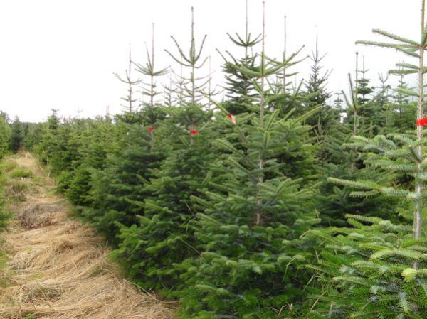 Οι τιμές για τα χριστουγεννιάτικα δέντρα