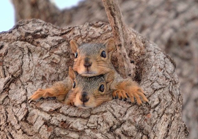 Η πρώτη επαφή δύο νέων σκίουρων με τον έξω κόσμο