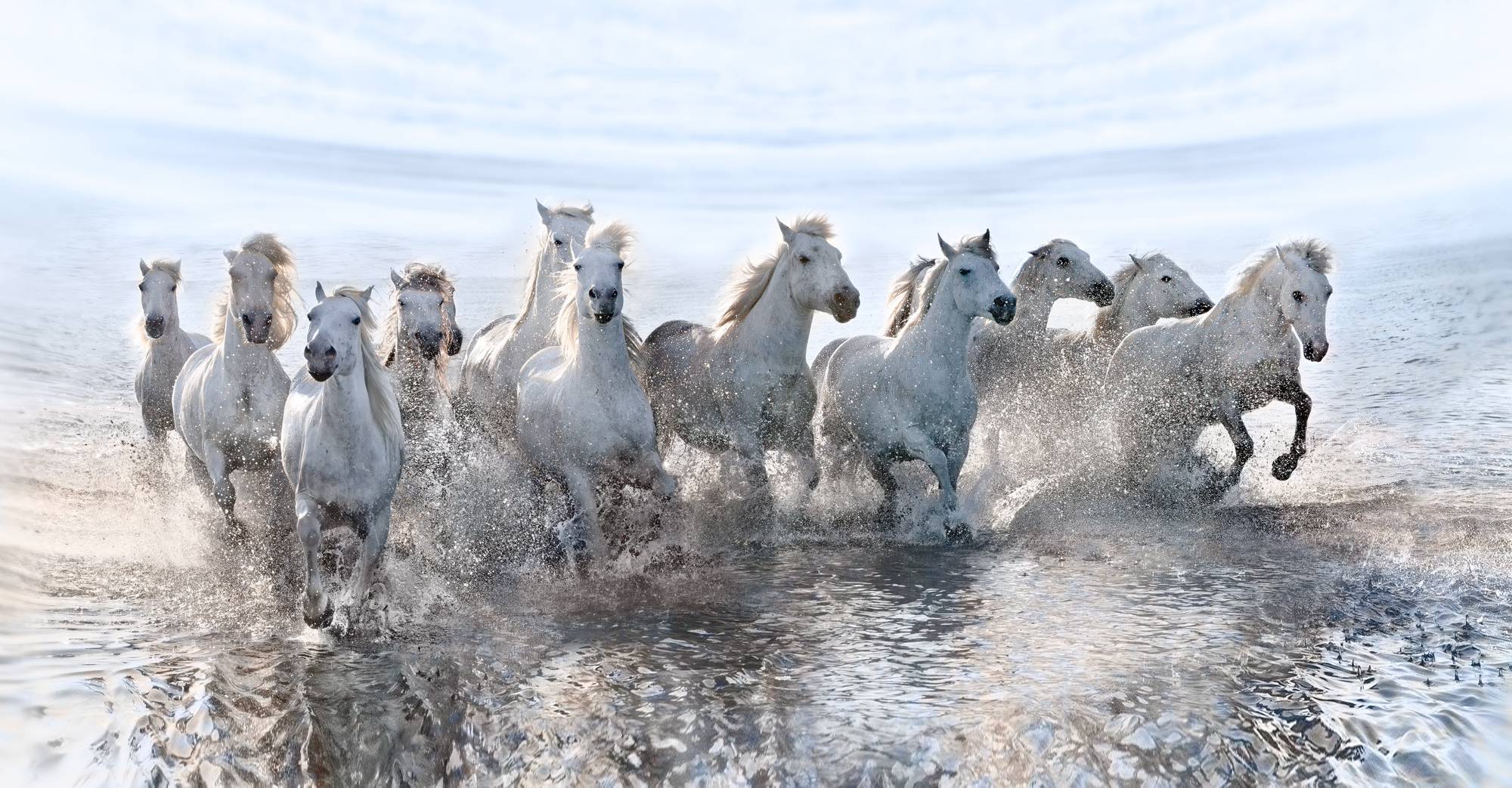 Λευκά άλογα φωτογραφίζονται στις όχθες της θάλασσας