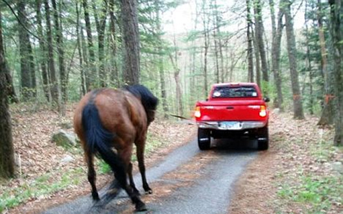 HORSE1 ΔΕΙΤΕ: Έσυρε το άλογο του με το αυτοκίνητο!