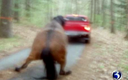 ΔΕΙΤΕ: Έσυρε το άλογο του με το αυτοκίνητο! HORSE3 ΔΕΙΤΕ: Έσυρε το άλογο του με το αυτοκίνητο!