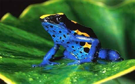 Ο «βάτραχος-βέλος» το πιο δηλητηριώδες ζώο στη Γη