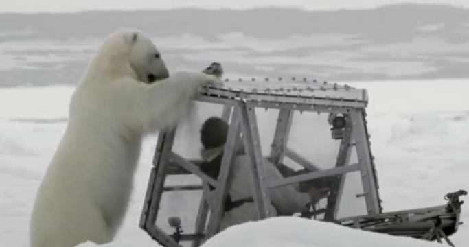 Πολική αρκούδα προσπαθεί να κατασπαράξει κάμεραμαν