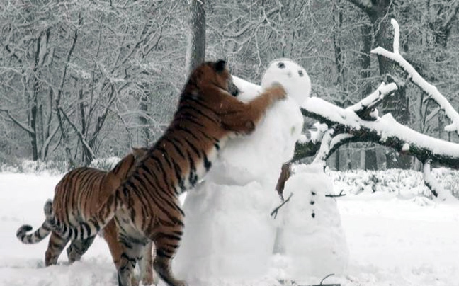 Τίγρεις επιτίθενται σε&#8230; χιονάνθρωπους
