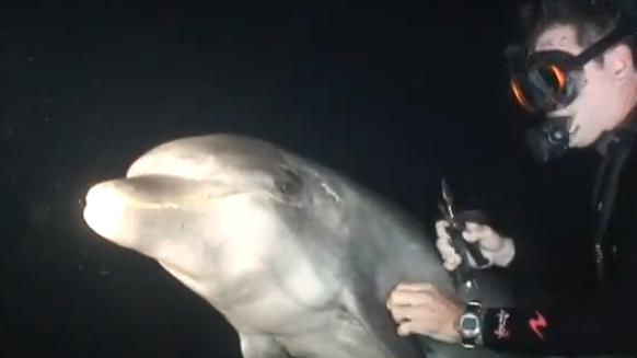 Τραυματισμένο δελφίνι ζητά βοήθεια από δύτες