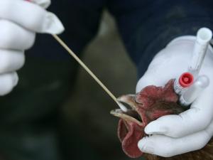 Αναγκαία η μαζική εξέταση των πτηνών στην Κίνα
