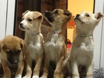 Πέντε μικρά σκυλιά αναζητούν οικογένειες