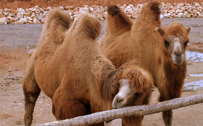 Κάηκαν ζωντανές 85 καμήλες στη Γερμανία