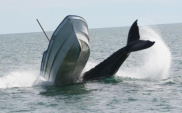 Φάλαινα «προσγειώθηκε» πάνω σε ψαρόβαρκα