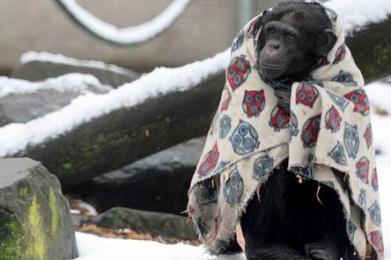 Πίθηκοι τυλιγμένοι με κουβέρτες προστατεύονται από το κρύο