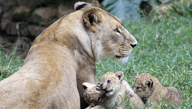 Τρίδυμη χαρά σε ζωολογικό κήπο της Κολομβίας