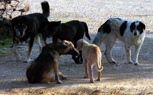 Πρόστιμα 270.000 ευρώ σε προέδρους φιλοζωικών στην Κοζάνη