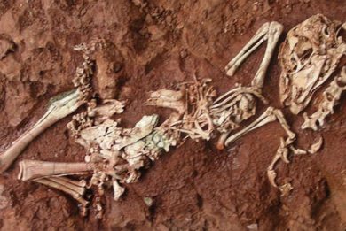 Ανακαλύφθηκαν δεινοσαυράκια σε μέγεθος κοτόπουλου
