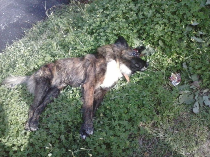 Βρέθηκαν πυροβολημένα σκυλιά στη Ρογδιά Κρήτης