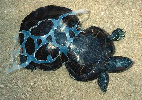 Μάθημα οικολογίας από μια χελώνα