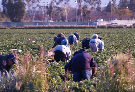 Δόθηκαν περίπου 25 εκατ. ευρώ στους πρώτους 2.029 «Νέους Αγρότες»