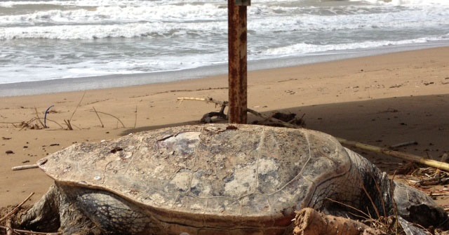 Νεκρή καρέτα-καρέτα βρέθηκε στην παραλία της Ζαχάρως
