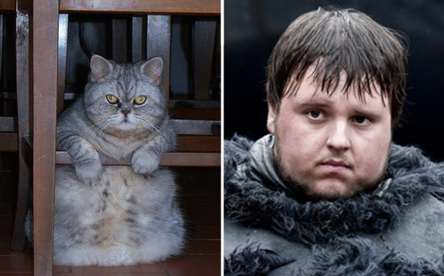 Aν στο «Games of Thrones» έπαιζαν γάτες
