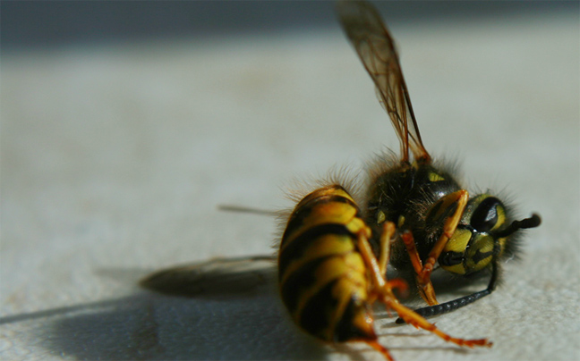 Φυτοφάρμακα-δολοφόνοι για τις μέλισσες