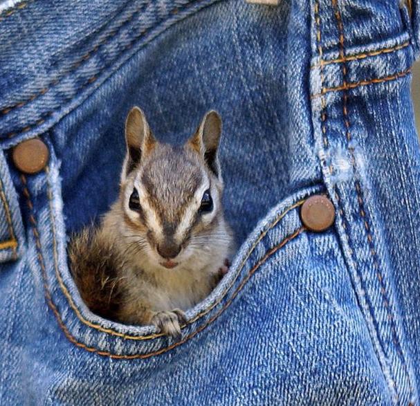 Σκίουροι τρύπωσαν στις τσέπες παντελονιού