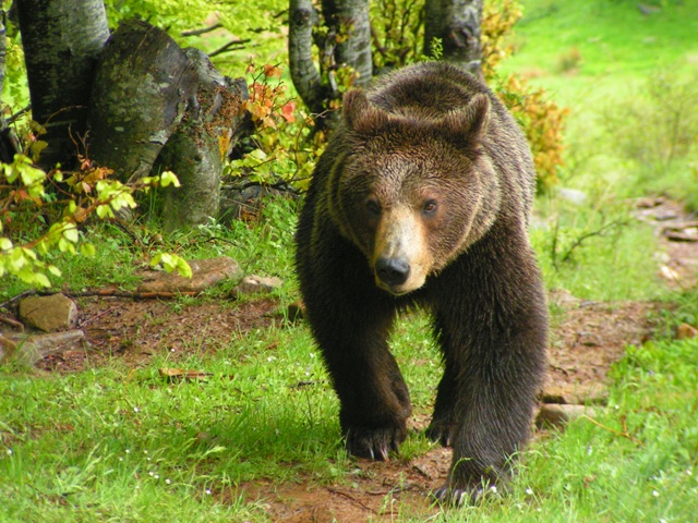 Στο μονοπάτι της αρκούδας η «Καλλιστώ»