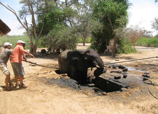 Επιχείρηση απεγκλωβισμού ελέφαντα