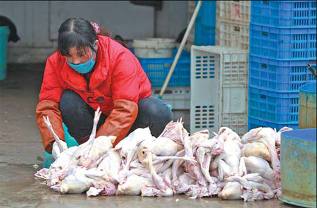 Νέα κρούσματα της γρίπης των πτηνών στην Κίνα