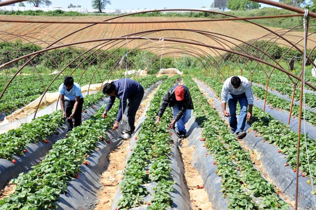 Μαχαιρώθηκαν δύο μετανάστες-εργάτες φράουλας στη Μανωλάδα