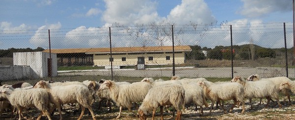 Θανατώθηκαν 400 πρόβατα που προσβλήθηκαν από ευλογιά