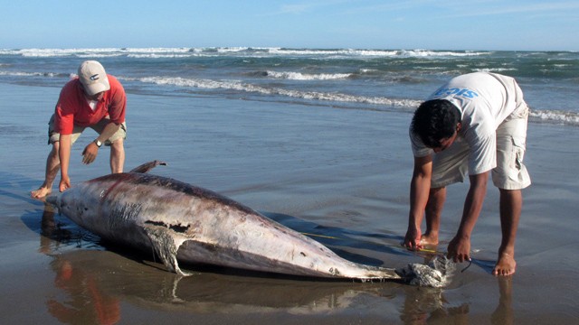 Νεκρό δελφίνι στην παραλία του Μακρυγιάλου στην Πιερία