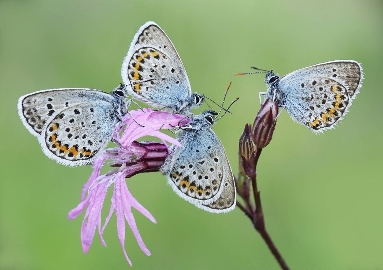 Πεταλούδες αναπαύονται σε πάρκο της Ιταλίας